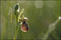 Ophrys araignée-4