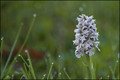 Orchis lactéa