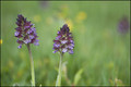 Orchis pourpre(2)-2