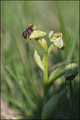 Ophrys bombyx.jpg