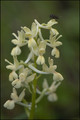 Orchis de Provence.jpg