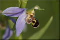 Oprhys abeille-10.jpg