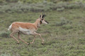 14-Antilope d'A