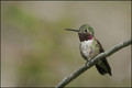 110-colibri