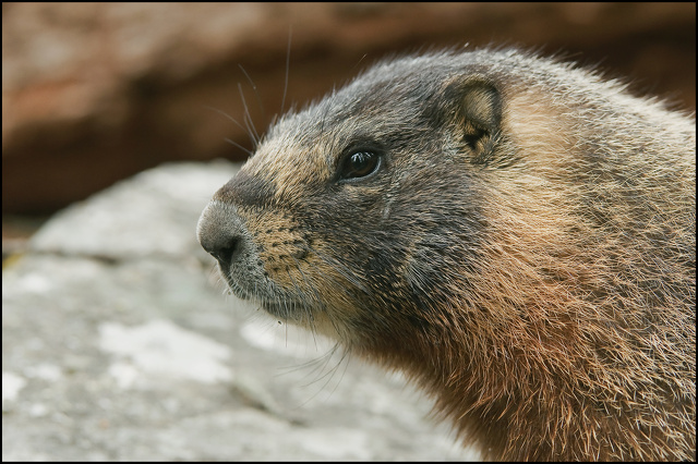 Marmot-portrait.jpg