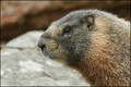 Marmotte - portrait