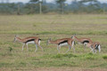 1 133-gazelles de Thomson.jpg