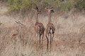 Gazelle girafe (gerenuk)