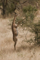 Gazelle girafe(gerenuk)