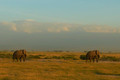 Eléphants et Kilimanjaro
