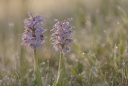 Ophrys lactée
