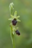 DSC_6011.jpg-ophrys arachnitiformis (o. de mars).jpg