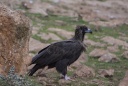 23-vautour moine.jpg