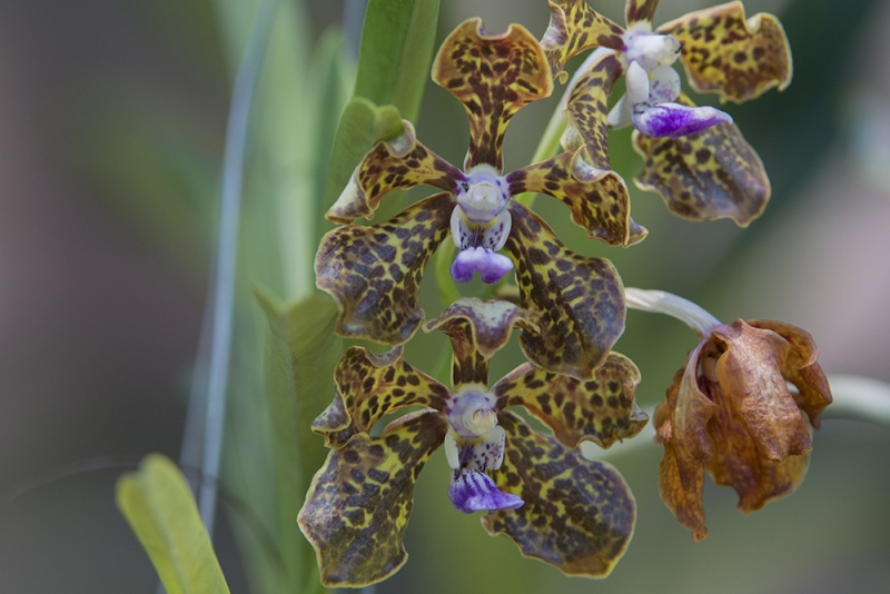 1-orchidées.jpg