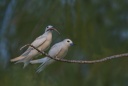 Gygis blanches (Bird Island)