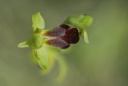 Ophrys sulcata (sillonnée)