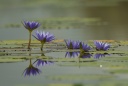 Lac Bisina (lotus)