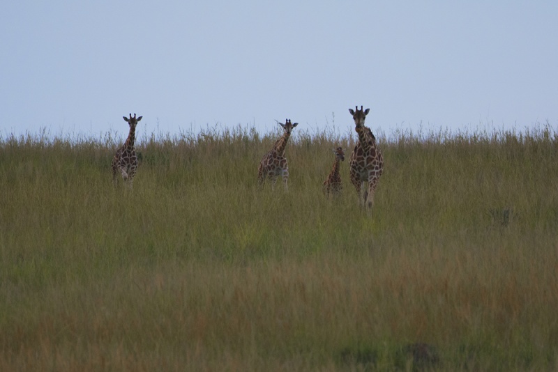 Girafes de Rothschild.jpg