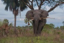 Eléphant d\'Afrique
