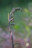 Epipactis microphylla-(Epipactis à petites feuilles)