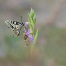 Ophrys scolopax (becasse) et machaon