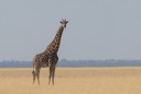 Girafe à Etosha