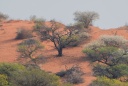 Kalahari (acacias en fleur)
