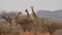Trois girafes.jpg