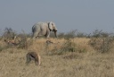 Eléphant et springboks