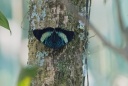 80-Papillon en forêt tropicale