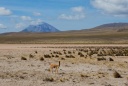Volcan ''el misti'' vigogne et Altiplano