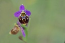 Ophrys aegirtica (O.du Gers )