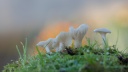 Hygrophore blanc de neige (Hygrophorus niveus)