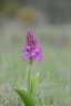 Hybride orchis pourpre-orchis militaire
