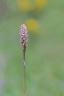 Orchis intact ( Neotinea maculata )