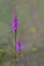 Orchis de Fuchs ( Dactylothiza fuchsii )