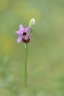 Ophrys de l'Aveyron ( Ophrys aveyronensis )