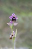 Hybride Ophrys spruneri x Ophrys tenthridinifera