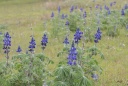 Lupin annuel