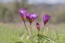 Tulipe de Crête.