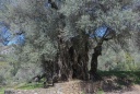 L'olivier de Kantanos ( 3000 ans )